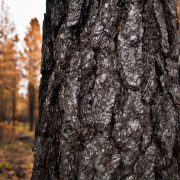 Dead trees are hazardous to your home